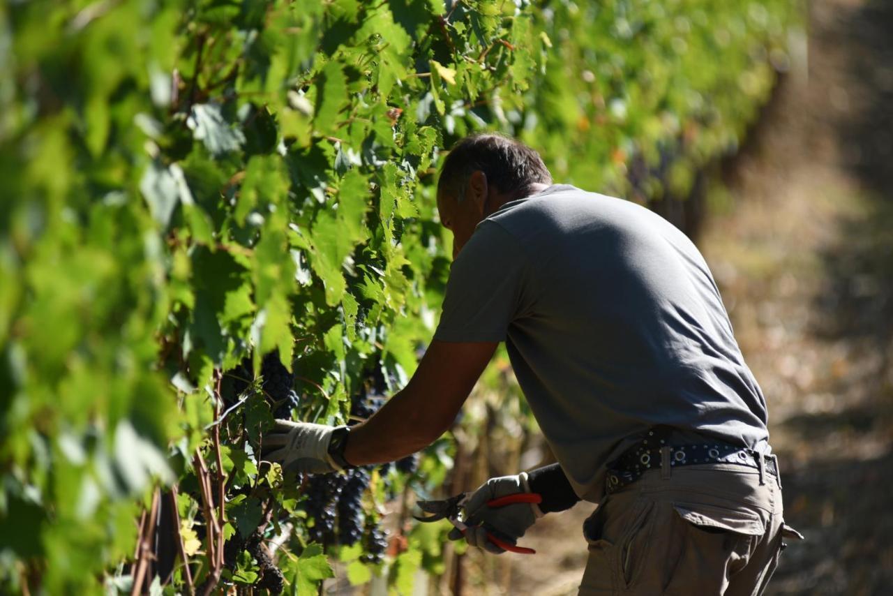 Agroturismo Il Palazzo - Agriturismo, Winery Arezzo